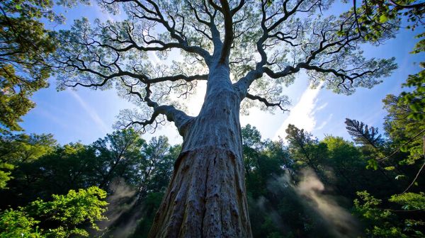 Les significations profondes de l'arbre de vie dans nos vies